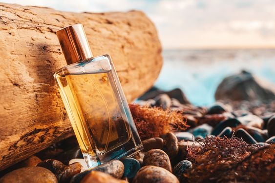 All About Woody Fragrances  Best Woody Perfumes for Him & Her - All About  Perfumes - Paris Elysees
